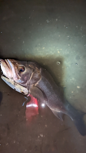 スズキの釣果