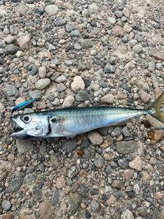 サバの釣果