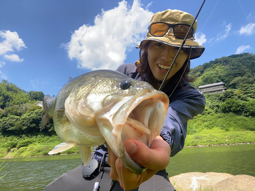 ブラックバスの釣果