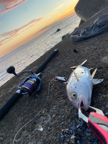 ショゴの釣果