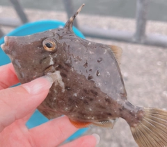 カワハギの釣果