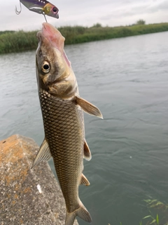 ニゴイの釣果