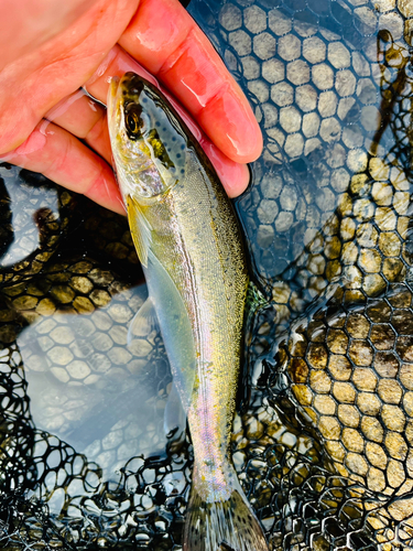 ニジマスの釣果