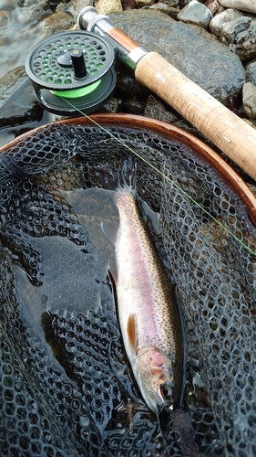 ニジマスの釣果