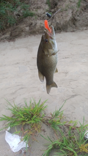 スモールマウスバスの釣果