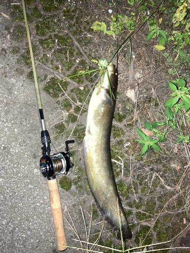 ニホンナマズの釣果