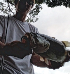 ブラックバスの釣果