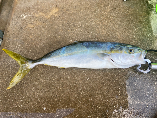 ツバスの釣果