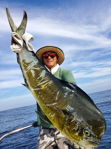 シイラの釣果