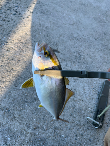 ネリゴの釣果