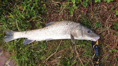 ニゴイの釣果