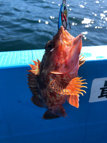 アラカブの釣果