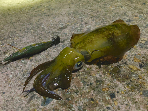 アオリイカの釣果