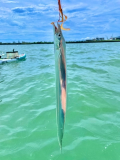 タチウオの釣果