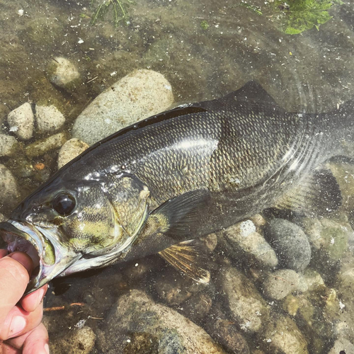 スモールマウスバスの釣果