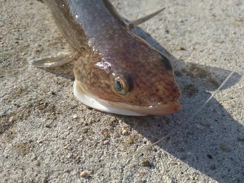 エソの釣果