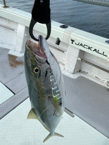 ブリの釣果