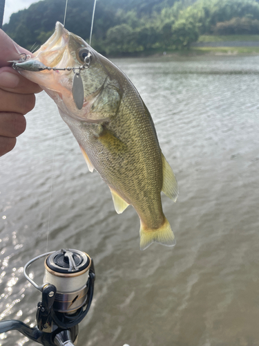 ナマズの釣果