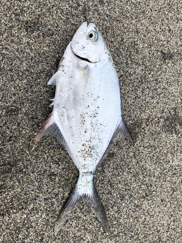 コバンアジの釣果