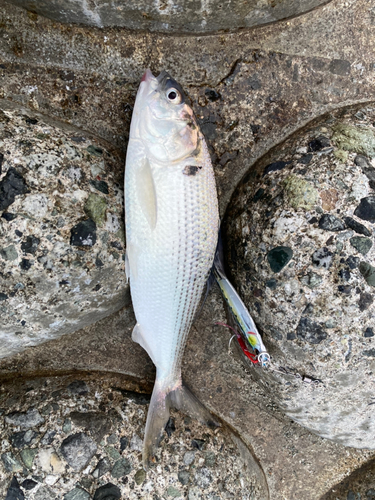 コノシロの釣果