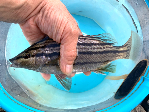 シマイサキの釣果