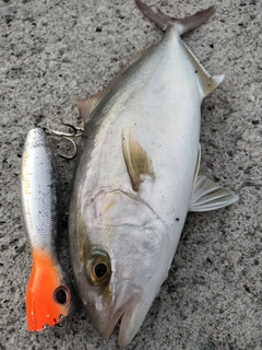 ネイリの釣果