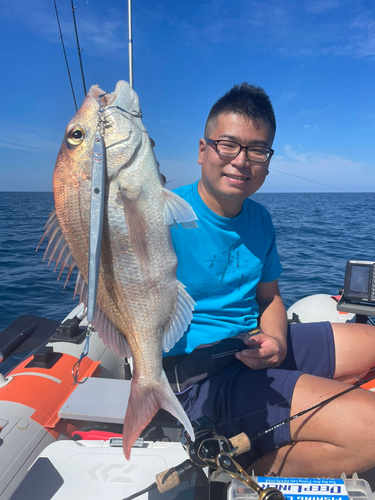 マダイの釣果