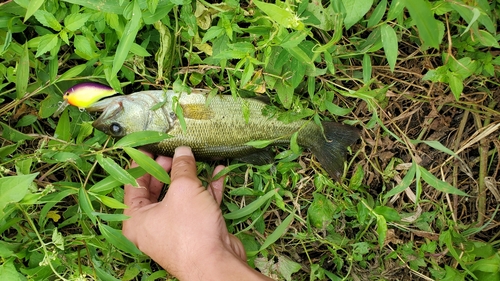 ラージマウスバスの釣果