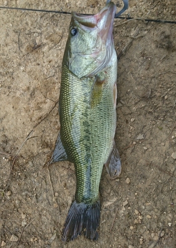 ラージマウスバスの釣果