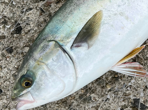 ハマチの釣果