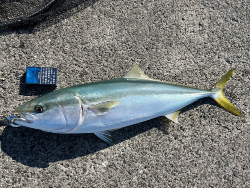 ハマチの釣果