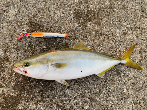 ツバスの釣果