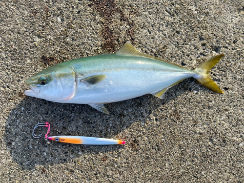 ツバスの釣果