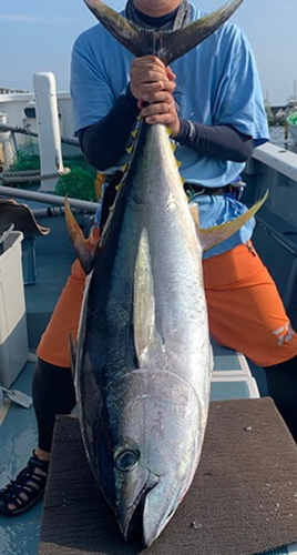 キハダマグロの釣果