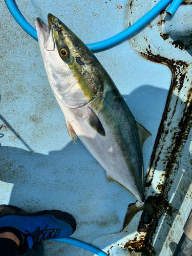 ブリの釣果