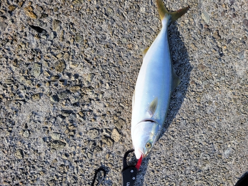 ハマチの釣果