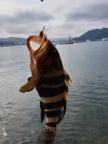 アオハタの釣果