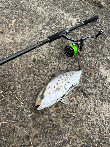 ショゴの釣果