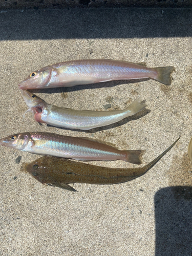 キスの釣果