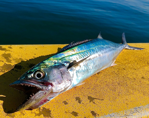 サワラの釣果