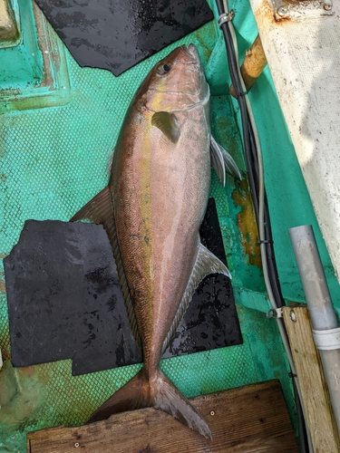 カンパチの釣果