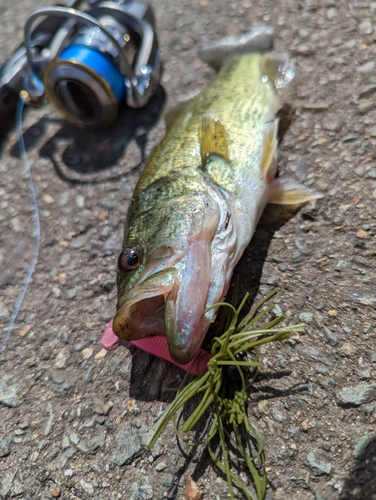 ブラックバスの釣果