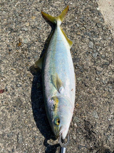 ハマチの釣果