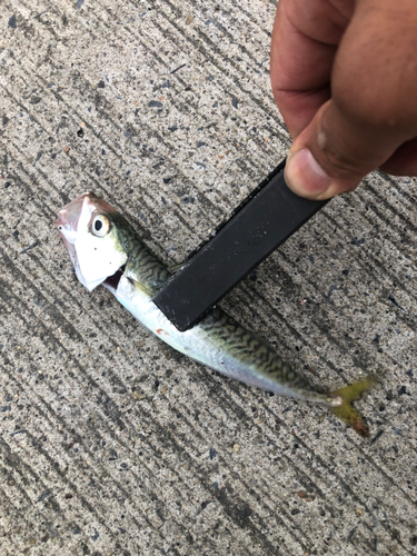 サバの釣果