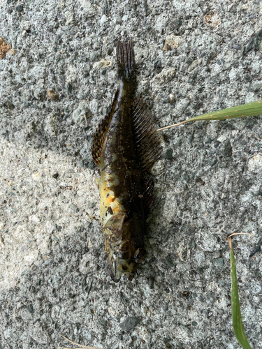 アナハゼの釣果