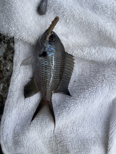 スズメダイの釣果