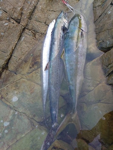 タチウオの釣果