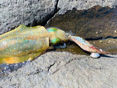 アオリイカの釣果