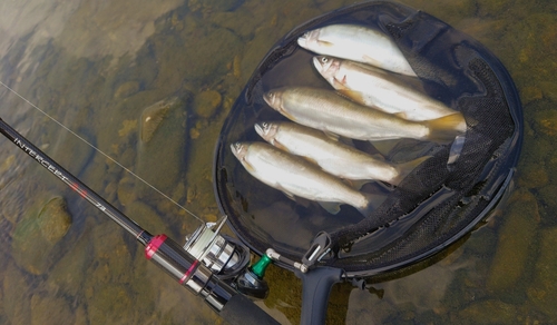 アユの釣果