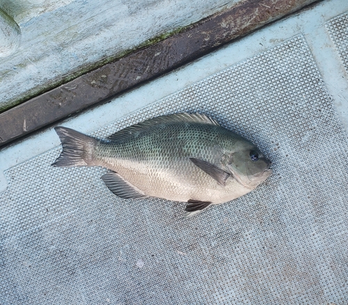 クチブトグレの釣果